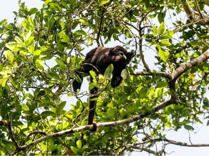Howler Monkey at Tikal Howler Monkey at Tikal