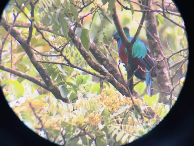 Female Quetzal Bird Through Binoculars Female Quetzal Bird Through Binoculars