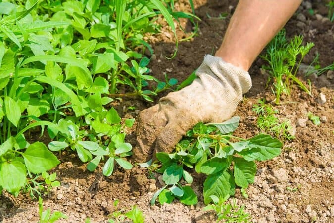 4 Safe Ways To Prevent Weeds