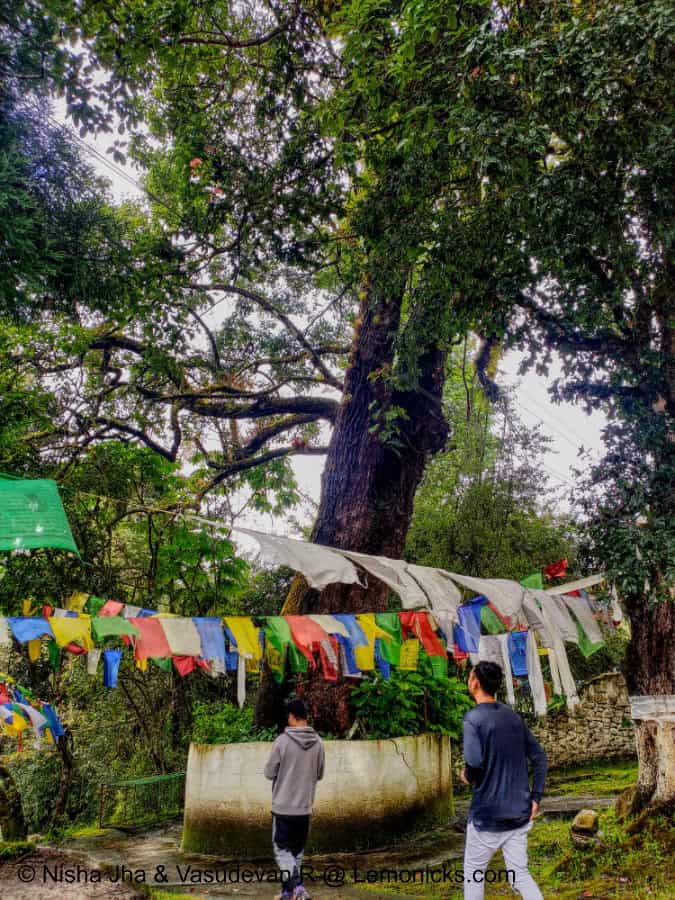 The tree at Urgelling Gompa, planted by 6th Dalai Lama