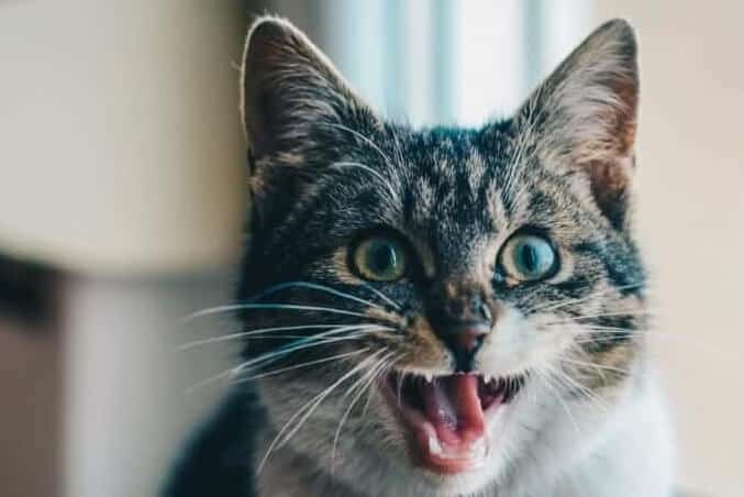 Kitten meowing
