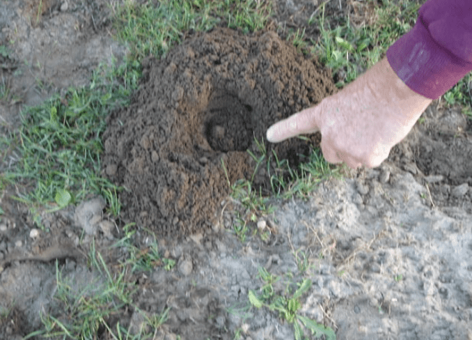 gopher mound