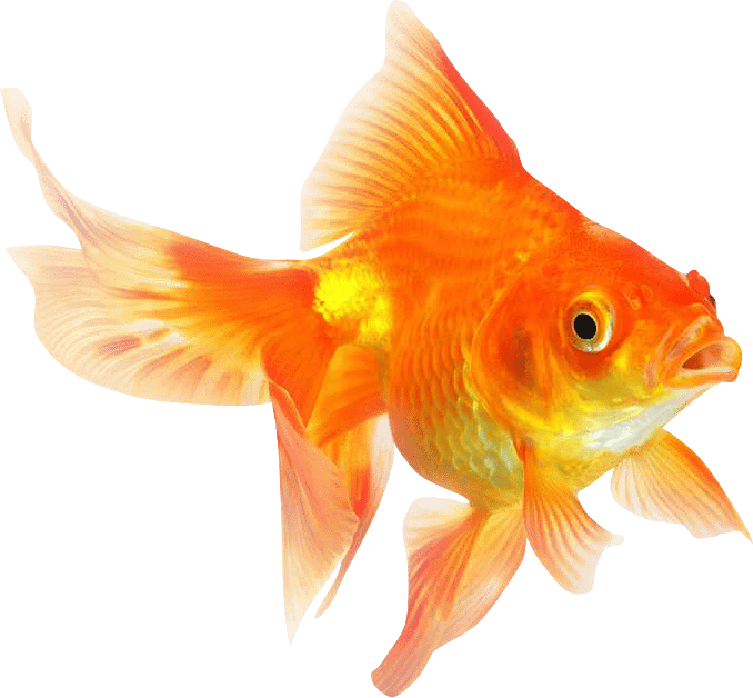 Can you teach a goldfish to drive