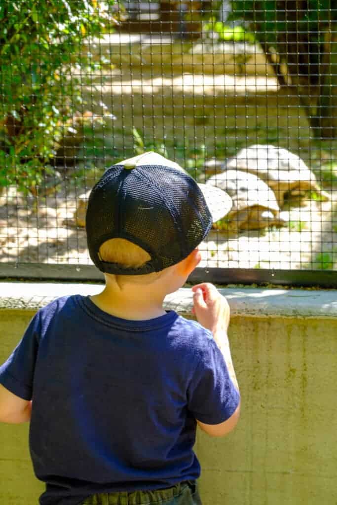 Kind beobachtet Schildkröte im Tiergarten Odenkirchen