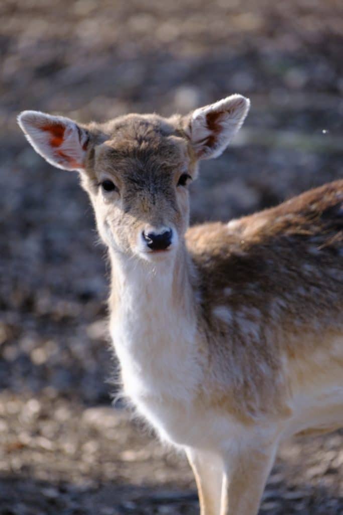 Damwild steht im Waldgehege der Süchtelner Höhen