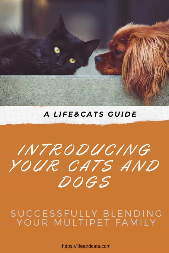 The Best Way to Introduce a Dog to a Cat 1