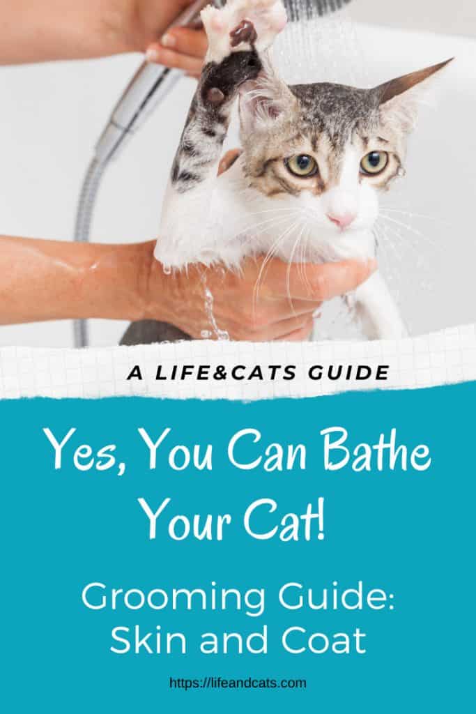 Tabby and white cat being bathed