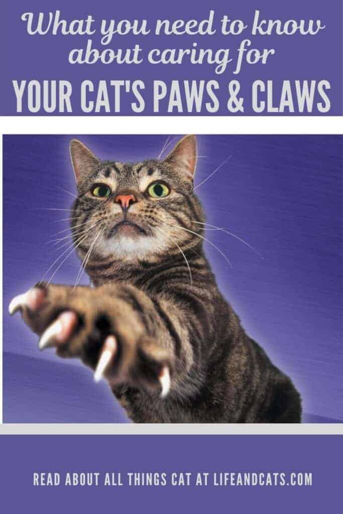 brown tabby cat reeaching out with claws
