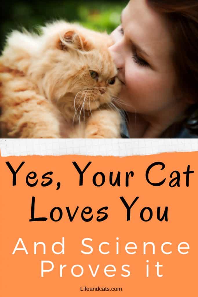 Red Persian cat showing love to her human