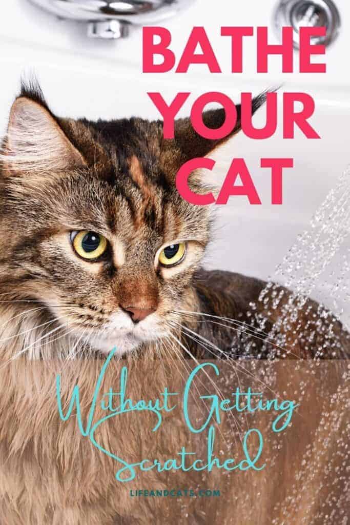 How to Bathe Your Cat Without Getting Scratched to Bits