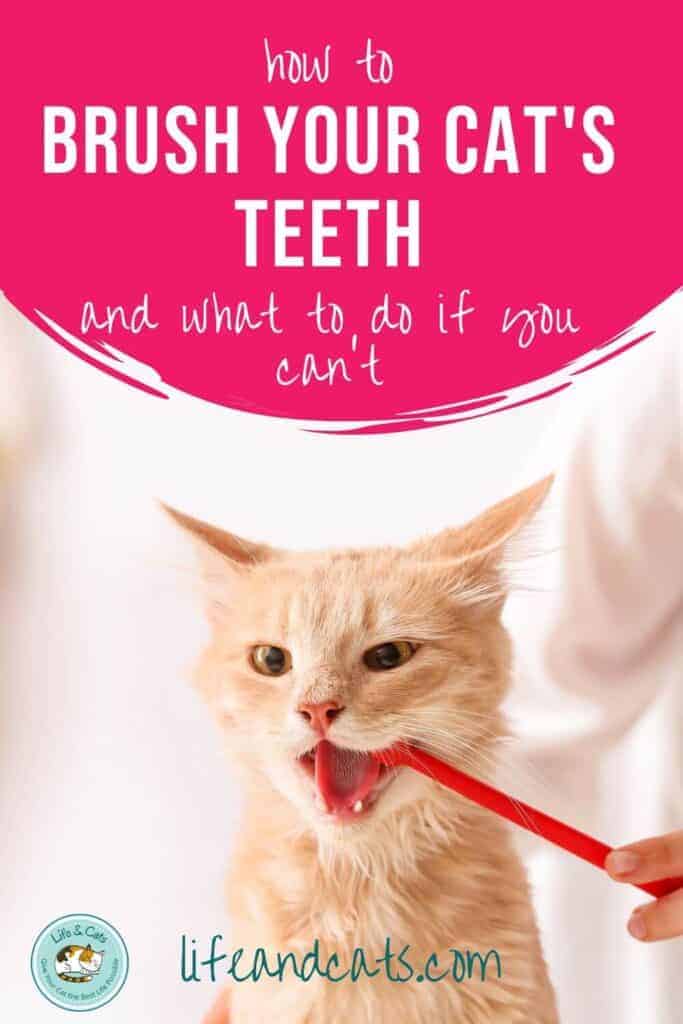 How To Brush A Cat's Teeth RYERCAT