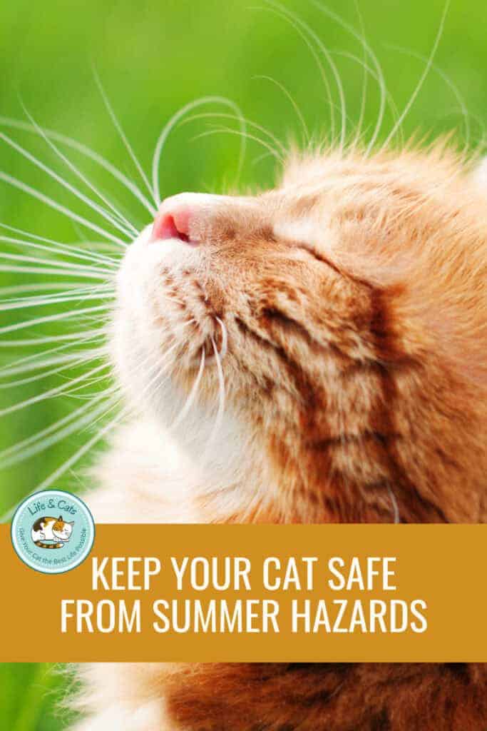 Keep Your Cat Safe in the Summer: Hot Weather Hazards for Cats 5 Red tabby cat on green background on pinterest graphic reading keep your cat safe in the summerr.