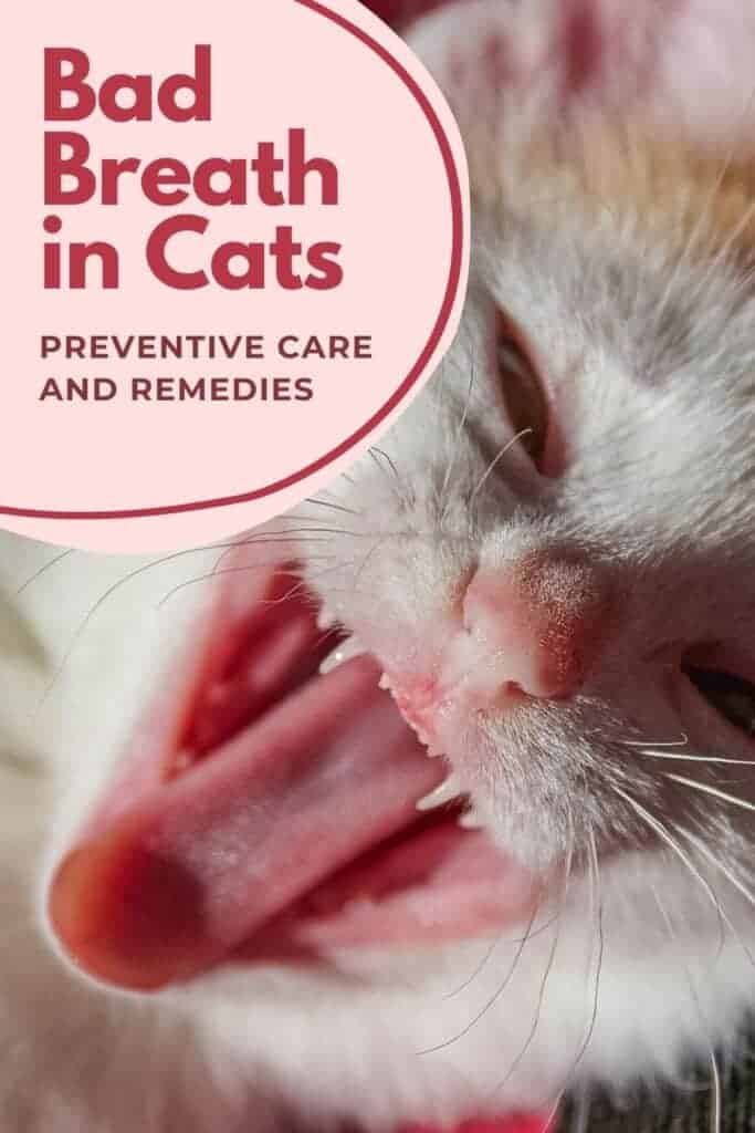 Cat's open mouth with bad breath