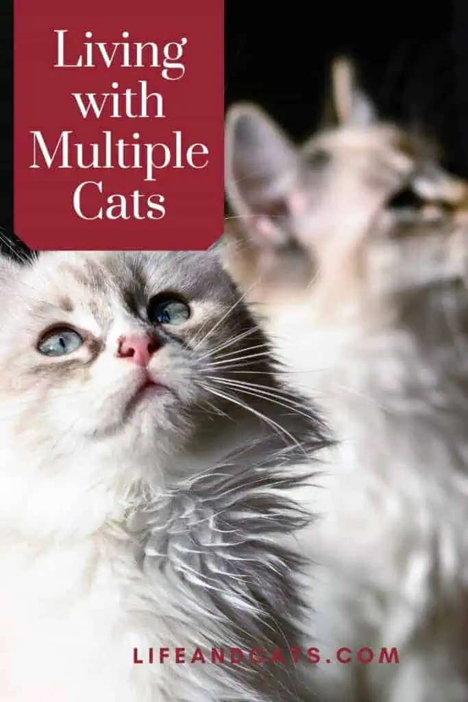 two pointed cats on the pinnable graphic for living with multiple cats.
