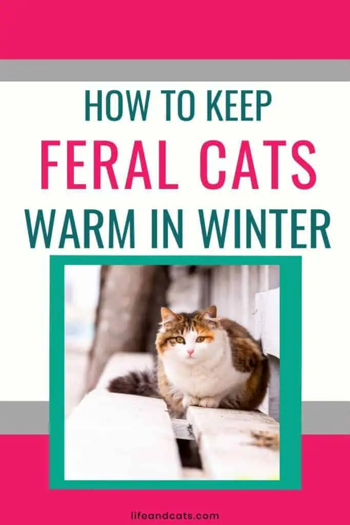 Keep Kitty Warm Feral Cat Winter Safety