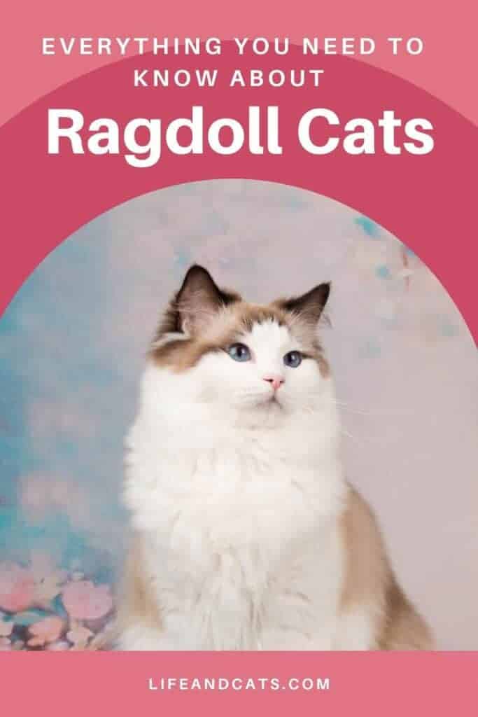 Secrets of Ragdoll Cats: Sweet, Loving, and Social 5 Pinterest graphic featuring a beautiful Ragdoll cat on a pink background and the text Everything You Need to Know About Ragdoll Cats