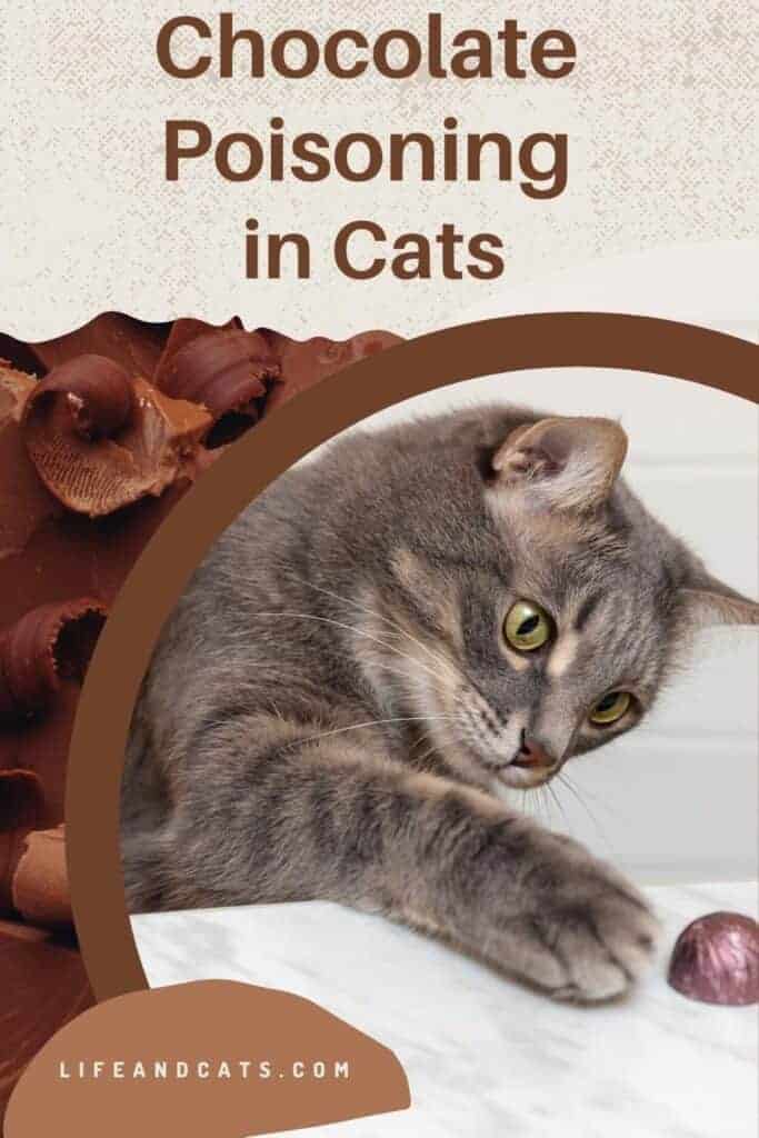 Chocolate Poisoning In Cats What You Need To Know chocolate-poisoning-in-cats-causes-symptoms-treatment-all-about-cats