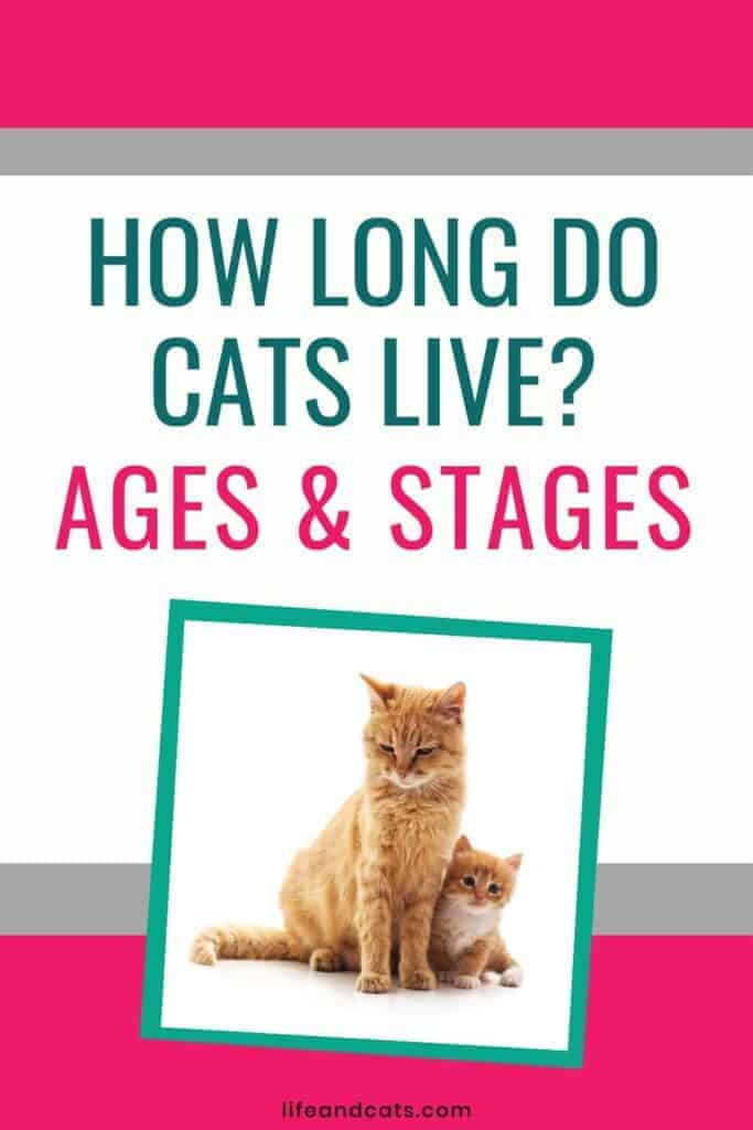 How Long Do Cats Live Ages and Stages of a Cat's Life