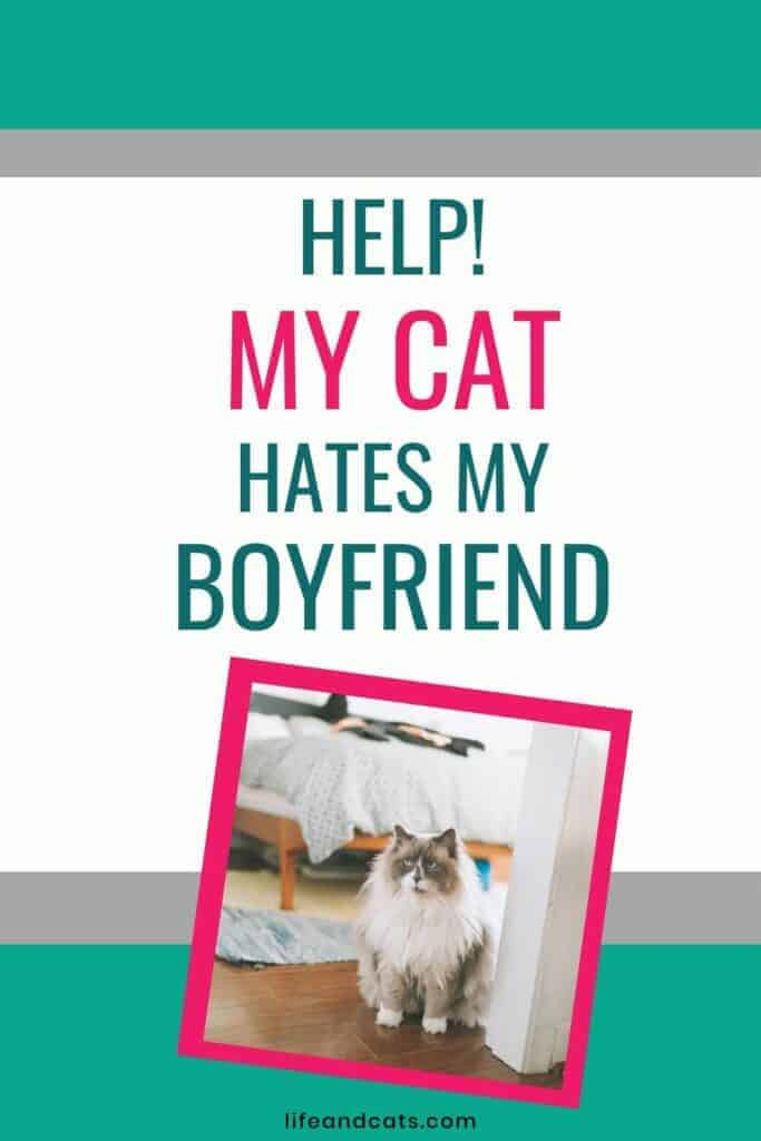 My Cat Hates My Boyfriend Tips on How to Improve Their Relationship