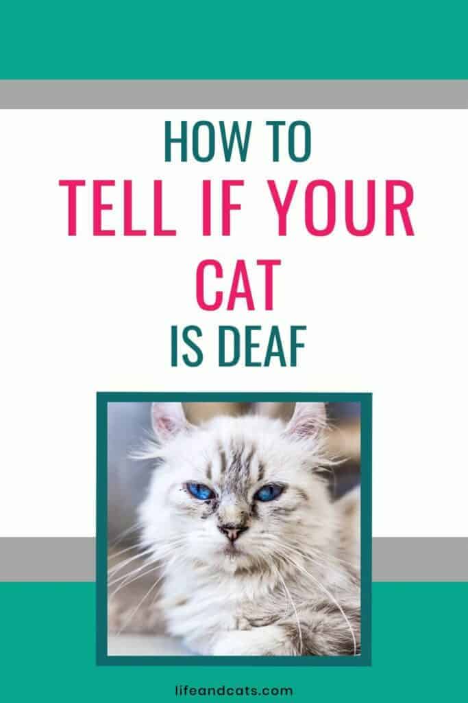 How to Tell If Your Cat is Deaf Understanding Deafness in Cats