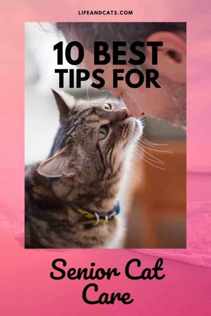 Senior Cat Care 101 10 Tips for Keeping Your Feline Friend Happy and