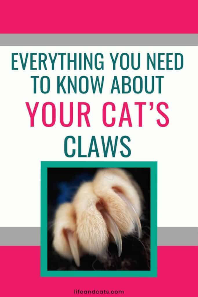 All About Your Cat's Claws What You Need to Know