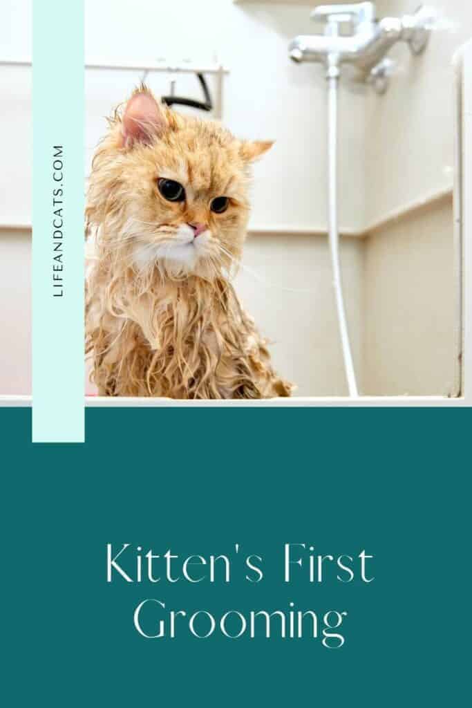 Kitten Grooming A Guide for a Healthy and Happy Feline