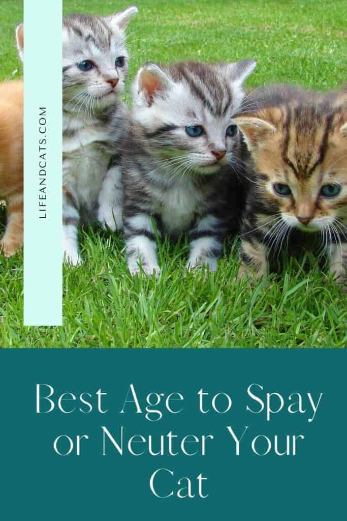 group of kittens on green pinterest graphic reading best age to spay or neuter your cat