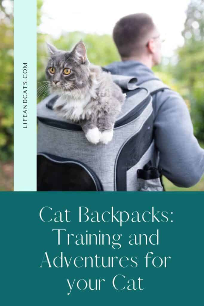 gray and white tabby cat in gray cat backpack being carried by a man wearing a gray sweatshirt