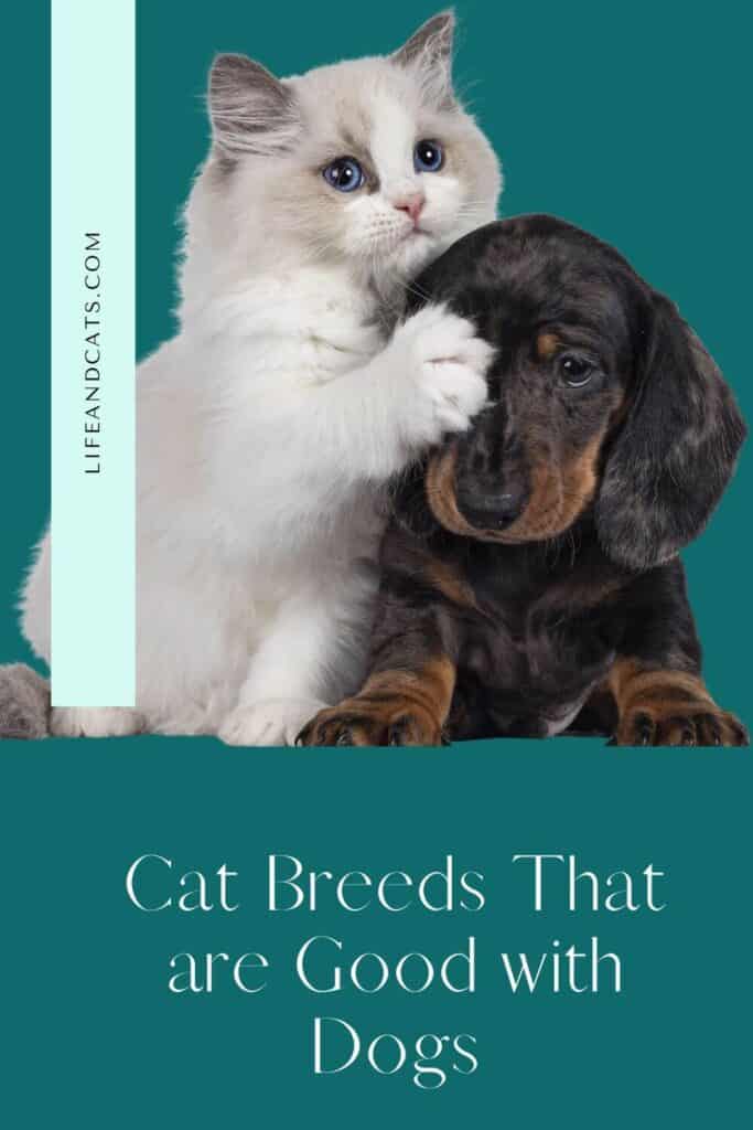 ragdoll kitten and black and tan puppy on pinterest graphic with text reading cat breeds that are good with dogs