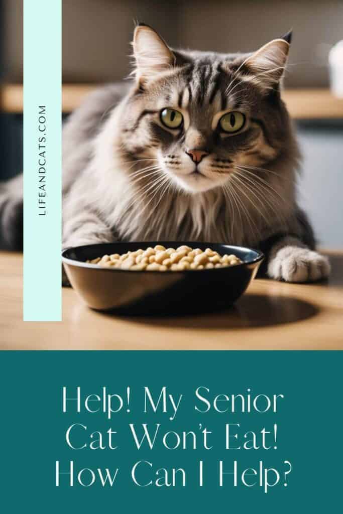 Help! My Senior Cat Won't Eat How Can I Help?