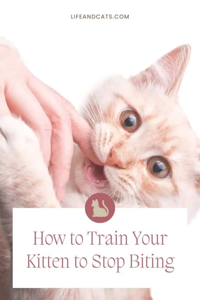 Pinterest graphic picturing Cream tabby kitten biting his human's finger