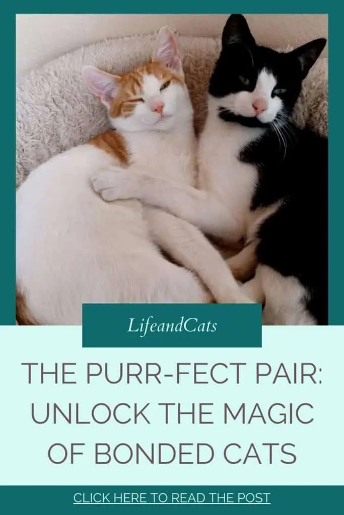 The Purr-fect Pair: Unlock the Magic of Bonded Cats 5 pinterest graphic for post title the purr-fect pair: unlock the magic of bonded cats. Featuring a picture of two cats cuddling