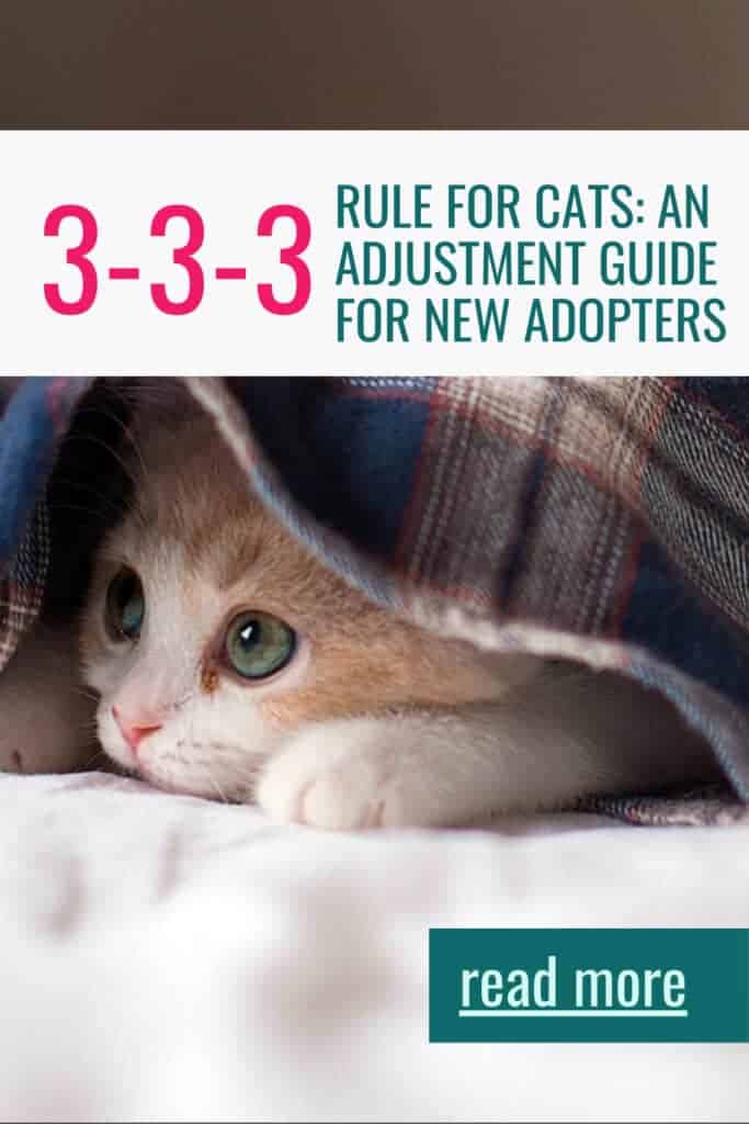 Rule of 3 adjustment for cats pinnable image featuring a red and white kitten hiding under a blue plaid blanket.
