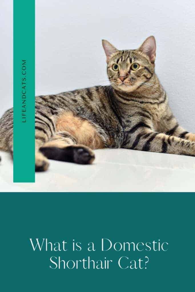 The Delightful Domestic Shorthair Cat: Traits, Size, Temperament 5 What is a domestic shorthair cat pinterest graphic featuring a brown tabby cat