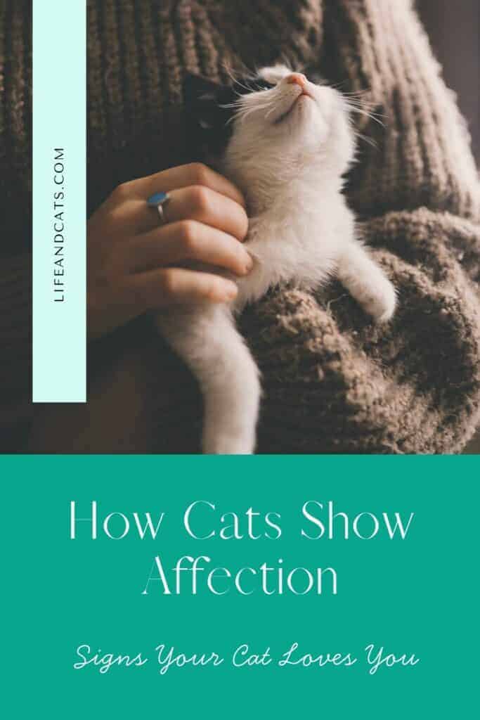 How Cats Show Affection: Signs Your Cat Loves You 5 how cats show affection pinterest graphic featuring a kitten looking at her human with relaxed posture and soft eyes.