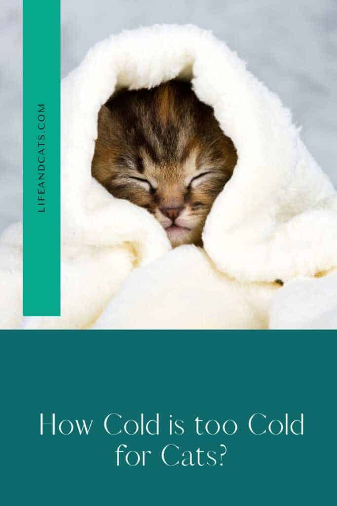 How Cold Is Too Cold for Cats? A Practical Guide 4 tabby kitten cuddled up in a white blanket on on a pin graphic for post title how cold is too cold for cats