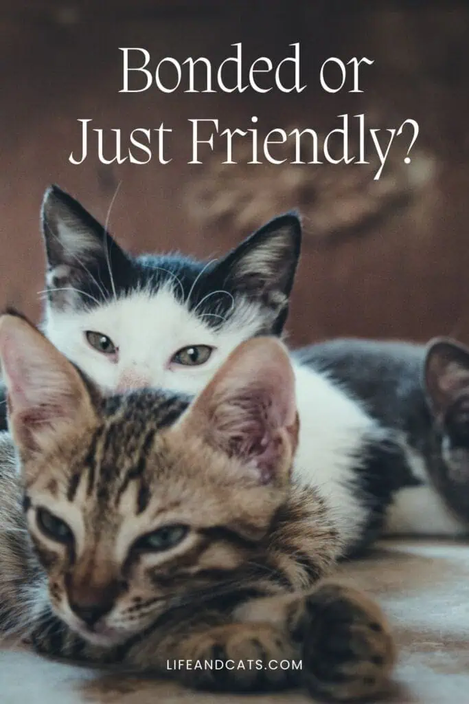 How to Tell if Cats are Bonded or Just Friendly? 5 Signs You Can Trust 4 pin graphic for post how to tell if cats are bonded,. image is two kittens in a pile. and words reading bonded or just friendly?