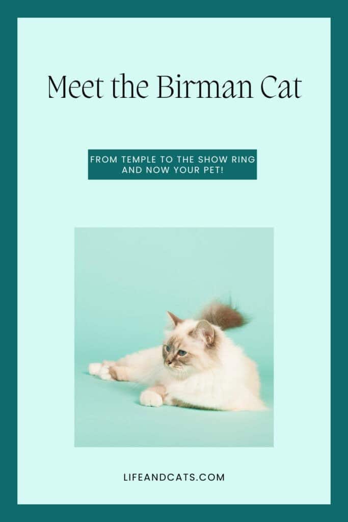 Meet the Beautiful Birman Cat: From Temple Legend to Show Ring 5 teal pinterest graphic featuring a Birman Cat and the text Meet the Birman Cat