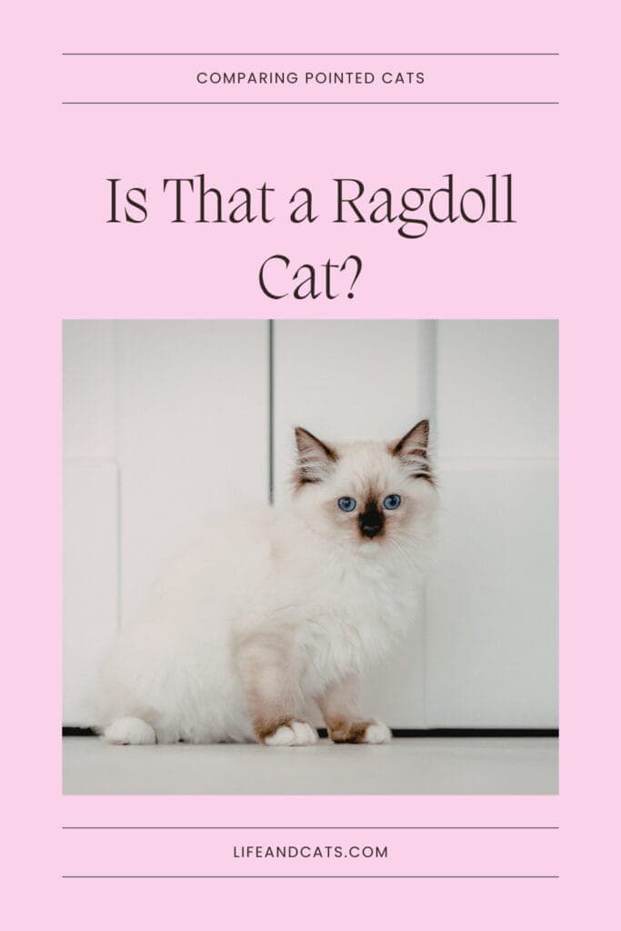 is that a ragdoll? pinterest graphic featuring a birman kitten on a pink background
