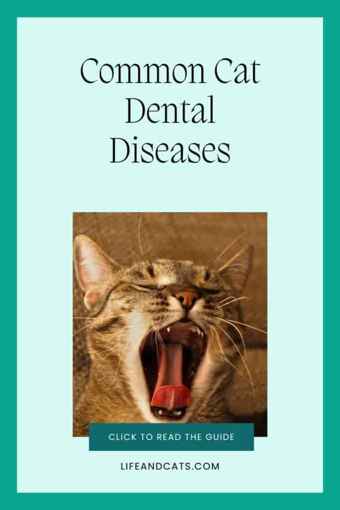 Common Cat Dental Disease: Signs, Causes, Treatment, and Prevention 5 pinterest graphic featuring a tabby cat with a wide open mouth and the text title common cat dental disease