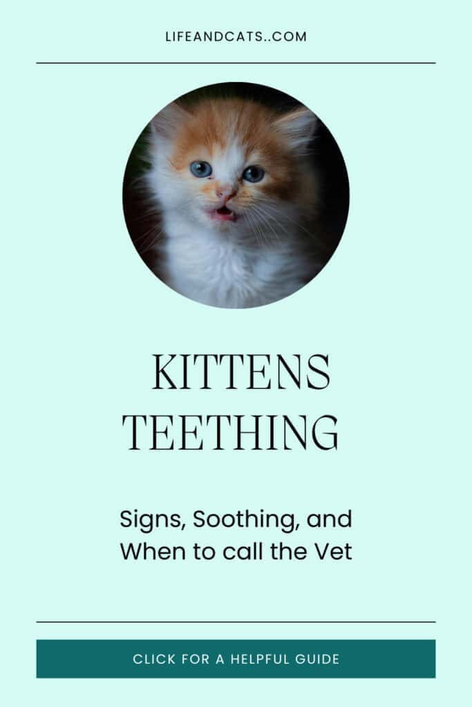 pinterest graphic featuring a kitten face showing her kitten teeth and reading Kittens teething: signs, soothing,, and when to call the vet