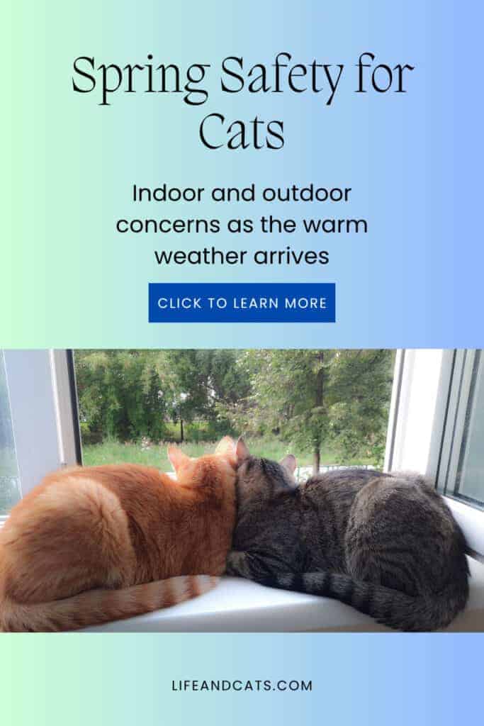 pinterest graphic for post titled Spring Safety for Cats featuring a pair of cats enjoying the fresh spring air through a window.