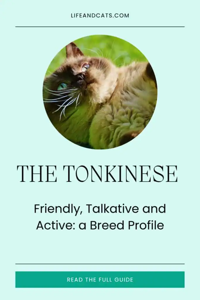 the tonkinese cat pinterest graphic featuring a tonkinese cat rolling in the grass. the background is light green and text reads the tonkinese cat a breed profile