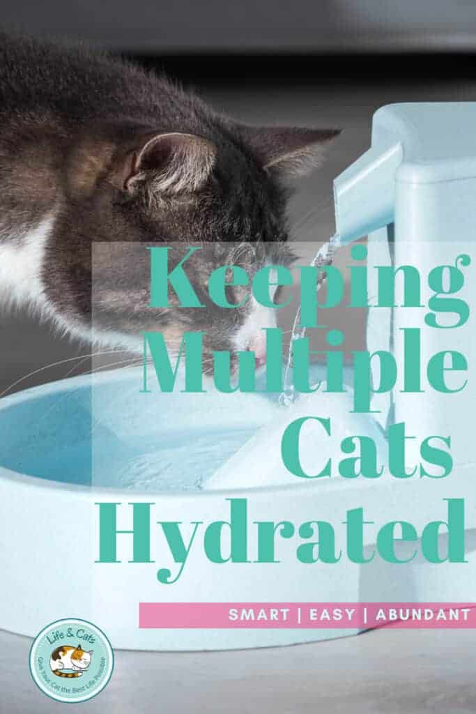 Best Ways of Keeping Cats Hydrated in a Multi-Cat Home: Smart Tips That Work 5 pinterest graphic with photo of cat drinking from a fountain. Keeping cats hydrated in a multi-cat home means more water stations, clean bowls, moisture-rich food, and easy ways to track each cat's drinking habits.