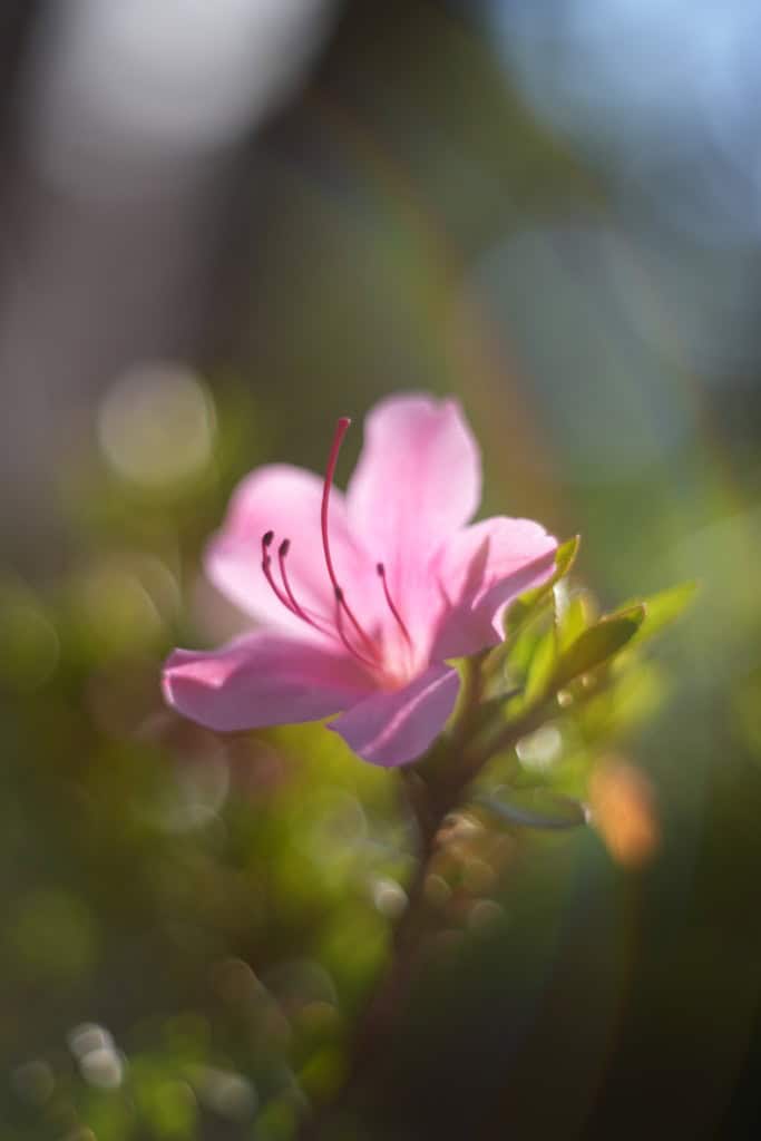Super Takumar 55mm f1.8後期 Review作例 おすすめPENTAXの銘玉