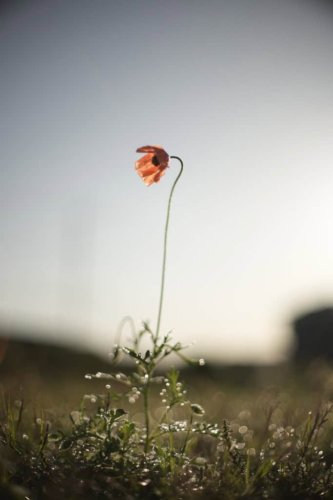 Super-Multi-Coated TAKUMAR 50mm f1.4 レビュー作例 PENTAX銘玉