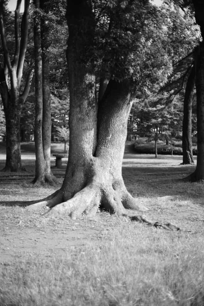 CONTAX Planar 50mm f1.4 レビュー作例 標準レンズの帝王 ヤシカ