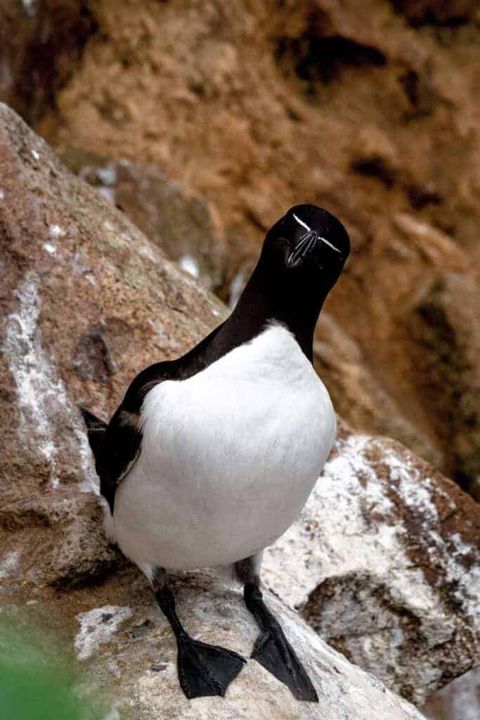 Razorbill looking straight at the camera