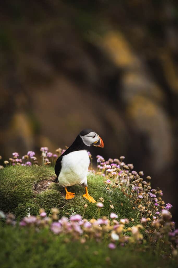 Leinster-Saltee-Islands-Puffin